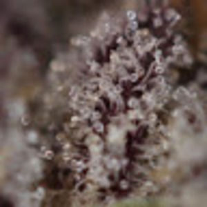 Meet your Posher, Durtis